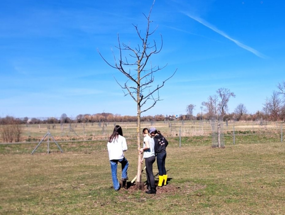 Drei Mädchen pflanzen einen Baum.